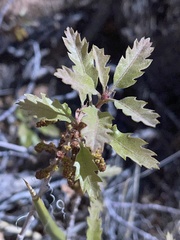 Quercus welshii