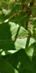 Phytomyza aesculi