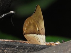 Archaeoprepona amphimachus
