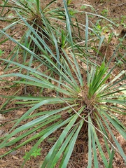 Yucca louisianensis