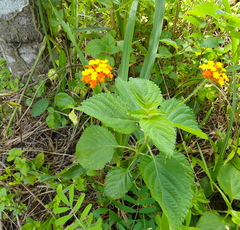 Lantana camara