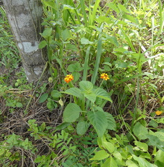 Lantana camara