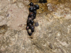 Melarhaphe neritoides