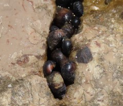Melarhaphe neritoides