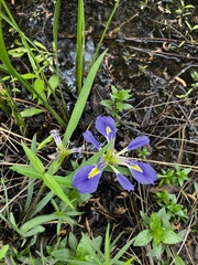 Iris hexagona