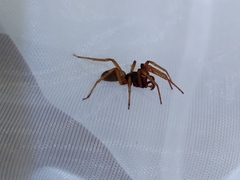 Dysderoidea