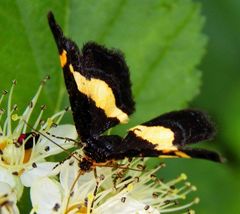 Heliomata infulata