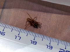 Dysderoidea