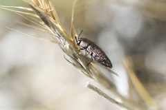 Anambodera