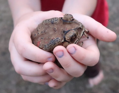Duttaphrynus melanostictus