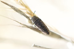 Anambodera