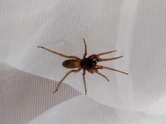 Dysderoidea