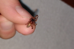Dysderoidea