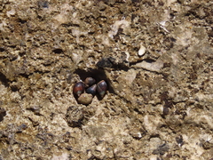 Melarhaphe neritoides