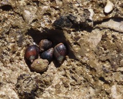 Melarhaphe neritoides
