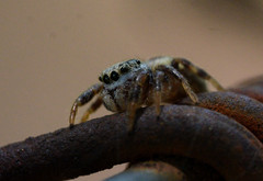 Pelegrina pervaga