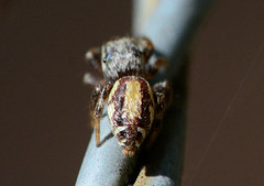 Pelegrina pervaga