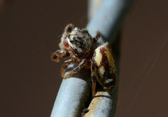 Pelegrina pervaga