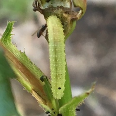 Monardis plana