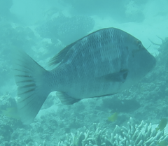 Lethrinus miniatus