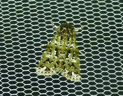 Thalatha bryochlora