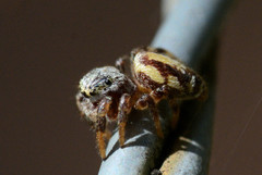 Pelegrina pervaga