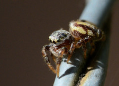 Pelegrina pervaga