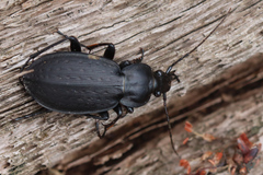 Carabus vinctus