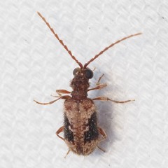 Ptinus texanus