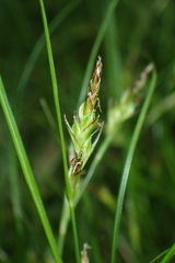 Carex distachya