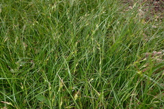 Carex distachya