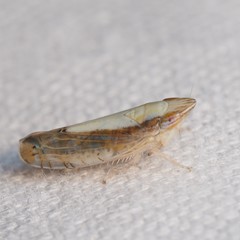 Scaphytopius elegans
