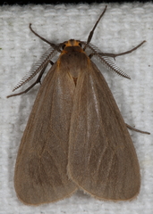 Pagara simplex