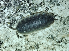 Porcellio hoffmannseggii