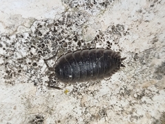 Porcellio hoffmannseggii