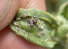 Hayhurstia atriplicis