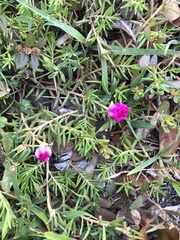 Portulaca grandiflora