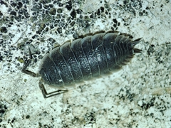 Porcellio hoffmannseggii
