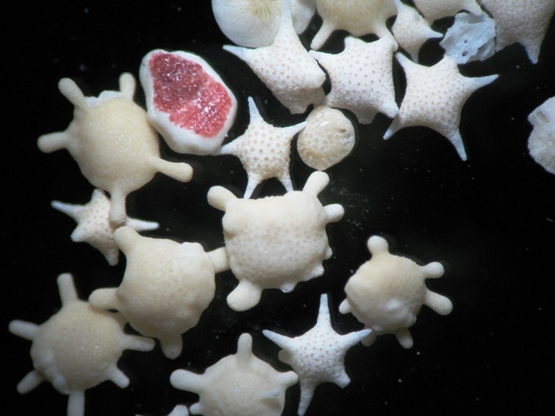 Foraminifers