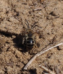 Colletes inaequalis