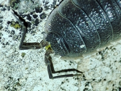 Porcellio hoffmannseggii