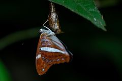 Adelpha capucinus