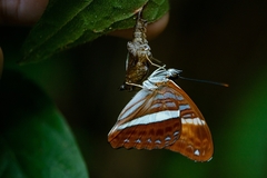 Adelpha capucinus