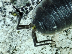 Porcellio hoffmannseggii