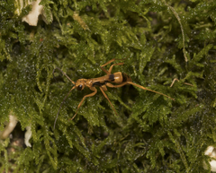 Sphictostethus apogonus