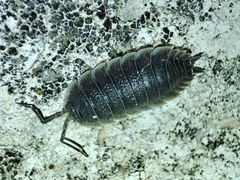 Porcellio hoffmannseggii