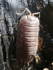 Trachelipus arcuatus