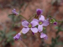 Hesperidanthus linearifolius