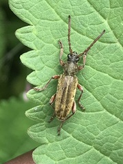 Ochraethes brevicornis