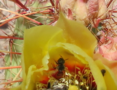 Macrotera